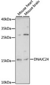 DNAJC24 Antibody - Western blot analysis of extracts of various cell lines, using DNAJC24 antibody at 1:1000 dilution. The secondary antibody used was an HRP Goat Anti-Rabbit IgG (H+L) at 1:10000 dilution. Lysates were loaded 25ug per lane and 3% nonfat dry milk in TBST was used for blocking. An ECL Kit was used for detection and the exposure time was 10s.