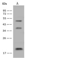 DNAJC24 Antibody - Anti-DNAJC24 rabbit polyclonal antibody at 1:500 dilution. Lane A: U-251 MG Whole Cell Lysate. Lysates/proteins at 30 ug per lane. Secondary: Goat Anti-Rabbit IgG (H+L)/HRP at 1/10000 dilution. Developed using the ECL technique. Performed under reducing conditions. Predicted band size: 17 kDa. Observed band size: 20 kDa.