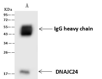 DNAJC24 Antibody - DNAJC24 was immunoprecipitated using: Lane A: 0.5 mg U251MG Whole Cell Lysate. 4 uL anti-DNAJC24 rabbit polyclonal antibody and 60 ug of Immunomagnetic beads Protein A/G. Primary antibody: Anti-DNAJC24 rabbit polyclonal antibody, at 1:100 dilution. Secondary antibody: Goat Anti-Rabbit IgG (H+L)/HRP at 1/10000 dilution. Developed using the ECL technique. Performed under reducing conditions. Predicted band size: 17 kDa. Observed band size: 22 kDa.