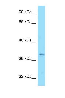 DNAJC25 Antibody - DNAJC25 antibody Western blot of Mouse Thymus lysate. Antibody concentration 1 ug/ml.  This image was taken for the unconjugated form of this product. Other forms have not been tested.
