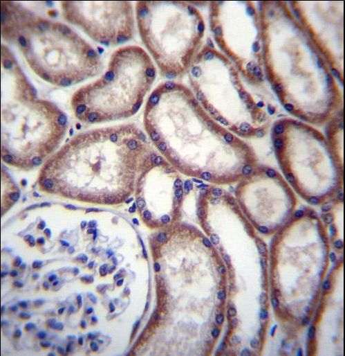 DNAJC27 Antibody - DNAJC27 Antibody immunohistochemistry of formalin-fixed and paraffin-embedded human kidney tissue followed by peroxidase-conjugated secondary antibody and DAB staining.