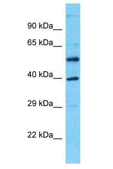 DNAJC28 Antibody - DNAJC28 antibody Western Blot of Jurkat. Antibody dilution: 1 ug/ml.  This image was taken for the unconjugated form of this product. Other forms have not been tested.