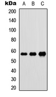 DNAJC3 / p58IPK Antibody - Western blot analysis of DnaJC3 expression in HEK293T (A); Raw264.7 (B); H9C2 (C) whole cell lysates.