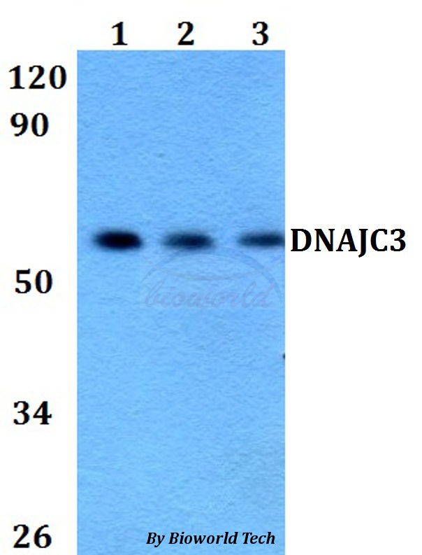 DNAJC3 / p58IPK Antibody - Western blot of DNAJC3 antibody at 1:500 dilution. Lane 1: HEK293T whole cell lysate. Lane 2: Raw264.7 whole cell lysate. Lane 3: H9C2 whole cell lysate.