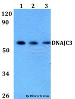 DNAJC3 / p58IPK Antibody - Western blot of DNAJC3 antibody at 1:500 dilution. Lane 1: HEK293T whole cell lysate. Lane 2: Raw264.7 whole cell lysate. Lane 3: H9C2 whole cell lysate.