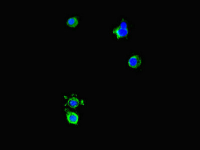 DNAJC3 / p58IPK Antibody - Immunofluorescent analysis of HeLa cells diluted at 1:100 and Alexa Fluor 488-congugated AffiniPure Goat Anti-Rabbit IgG(H+L)