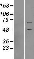 DNAJC3 / p58IPK Protein - Western validation with an anti-DDK antibody * L: Control HEK293 lysate R: Over-expression lysate