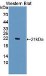 DNAJC4 Antibody - Western blot of DNAJC4 antibody.