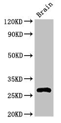 DNAJC4 Antibody - Positive Western Blot detected in Mouse brain tissue. All lanes: DNAJC4 antibody at 3.2 µg/ml Secondary Goat polyclonal to rabbit IgG at 1/50000 dilution. Predicted band size: 28 KDa. Observed band size: 28 KDa