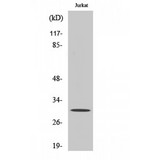 DNAJC5 / CSP Antibody - Western blot of CSP antibody