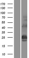 DNAJC5 / CSP Protein - Western validation with an anti-DDK antibody * L: Control HEK293 lysate R: Over-expression lysate