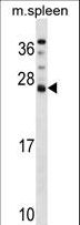 DNAJC5B Antibody - DNAJC5B Antibody western blot of mouse spleen tissue lysates (35 ug/lane). The DNAJC5B antibody detected the DNAJC5B protein (arrow).