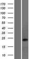 DNAJC5B Protein - Western validation with an anti-DDK antibody * L: Control HEK293 lysate R: Over-expression lysate