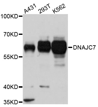 DNAJC7 Antibody - Western blot analysis of extracts of various cells.