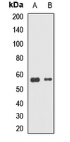 DNAJC7 Antibody