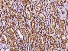 DNAJC8 Antibody - Immunochemical staining of human DNAJC8 in human kidney with rabbit polyclonal antibody at 1:100 dilution, formalin-fixed paraffin embedded sections.