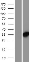 DNAJC8 Protein - Western validation with an anti-DDK antibody * L: Control HEK293 lysate R: Over-expression lysate