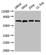 dnaK Antibody - Western Blot Positive WB detected in Recombinant protein All Lanes:dnaK antibody at 2.8µg/ml Secondary Goat polyclonal to rabbit IgG at 1/50000 dilution Predicted band size: 70 kDa Observed band size: 70 kDa