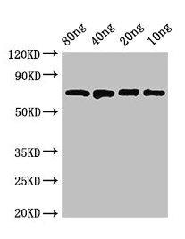 dnaK Antibody - Western Blot Positive WB detected in Recombinant protein All lanes: dnaK antibody at 2.8µg/ml Secondary Goat polyclonal to rabbit IgG at 1/50000 dilution predicted band size: 70 kDa observed band size: 70 kDa