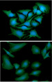 DNAL1 Antibody - ICC/IF analysis of DNAL1 in HeLa cells line, stained with DAPI (Blue) for nucleus staining and monoclonal anti-human DNAL1 antibody (1:100) with goat anti-mouse IgG-Alexa fluor 488 conjugate (Green).ICC/IF analysis of DNAL1 in A549 cells line, stained with DAPI (Blue) for nucleus staining and monoclonal anti-human DNAL1 antibody (1:100) with goat anti-mouse IgG-Alexa fluor 488 conjugate (Green).