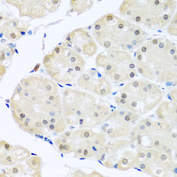 DNAL1 Antibody - Immunohistochemistry of paraffin-embedded human stomach tissue.
