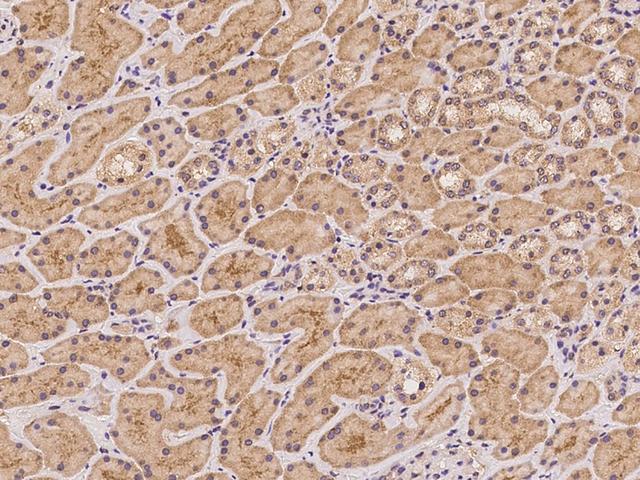 DNAL1 Antibody - Immunochemical staining of human DNAL1 in human kidney with rabbit polyclonal antibody at 1:100 dilution, formalin-fixed paraffin embedded sections.