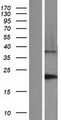 DNAL1 Protein - Western validation with an anti-DDK antibody * L: Control HEK293 lysate R: Over-expression lysate