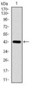 DNAL4 / Dynein Light Chain 4 Antibody - Western blot using DNAL4 monoclonal antibody against human DNAL4 recombinant protein. (Expected MW is 44.7 kDa)
