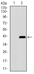 DNAL4 / Dynein Light Chain 4 Antibody - Western blot using DNAL4 monoclonal antibody against HEK293 (1) and DNAL4 (AA: 1-105)-hIgGFc transfected HEK293 (2) cell lysate.