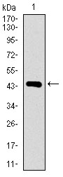 DNAL4 / Dynein Light Chain 4 Antibody - Western blot using DNAL4 monoclonal antibody against human DNAL4 recombinant protein. (Expected MW is 44.7 kDa)