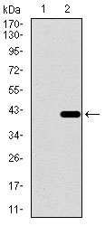 DNAL4 / Dynein Light Chain 4 Antibody - Western blot using DNAL4 monoclonal antibody against HEK293 (1) and DNAL4 (AA: 1-105)-hIgGFc transfected HEK293 (2) cell lysate.