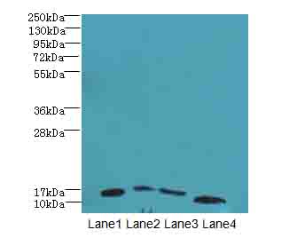 DNAL4 / Dynein Light Chain 4 Antibody - Western blot. All lanes: DNAL4 antibody at 1.5 ug/ml. Lane 1: Mouse gonadal tissue. Lane 2: HL60 whole cell lysate. Lane 3: NIH/3T3 whole cell lysate. Lane 4: Mouse brain tissue. Secondary Goat polyclonal to Rabbit IgG at 1:10000 dilution. Predicted band size: 12 kDa. Observed band size: 12 kDa.