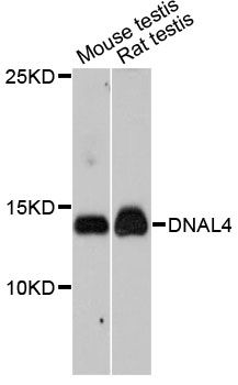 DNAL4 / Dynein Light Chain 4 Antibody - Western blot analysis of extracts of various cell lines, using DNAL4 antibody at 1:1000 dilution. The secondary antibody used was an HRP Goat Anti-Rabbit IgG (H+L) at 1:10000 dilution. Lysates were loaded 25ug per lane and 3% nonfat dry milk in TBST was used for blocking. An ECL Kit was used for detection and the exposure time was 90s.