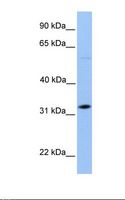 DNALI1 Antibody - 721_B cell lysate. Antibody concentration: 1.0 ug/ml. Gel concentration: 12%.  This image was taken for the unconjugated form of this product. Other forms have not been tested.