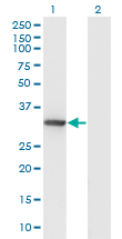 DNALI1 Antibody - Western Blot analysis of DNALI1 expression in transfected 293T cell line by DNALI1 monoclonal antibody (M04A), clone 2H3.Lane 1: DNALI1 transfected lysate (Predicted MW: 29.7 KDa).Lane 2: Non-transfected lysate.