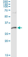 DNALI1 Antibody - Immunoprecipitation of DNALI1 transfected lysate using anti-DNALI1 monoclonal antibody and Protein A Magnetic Bead, and immunoblotted with DNALI1 rabbit polyclonal antibody.