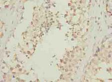 DNALI1 Antibody - Immunohistochemistry of paraffin-embedded human testis tissue using antibody at dilution of 1:100.
