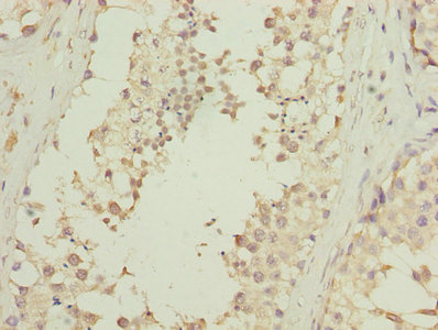 DNALI1 Antibody - Immunohistochemistry of paraffin-embedded human testis tissue using DNALI1 Antibody at dilution of 1:100
