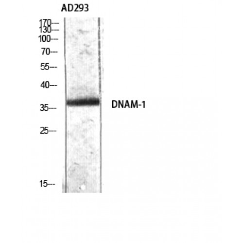 DNAM-1 / CD226 Antibody - Western blot of DNAM-1 antibody