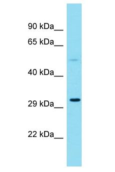 DNAM-1 / CD226 Antibody - DNAM-1 / CD226 antibody Western Blot of human fetal liver. Antibody dilution: 1 ug/ml.  This image was taken for the unconjugated form of this product. Other forms have not been tested.