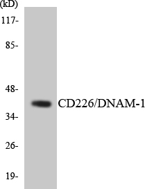 DNAM-1 / CD226 Antibody - Western blot analysis of the lysates from HUVECcells using CD226/DNAM-1 antibody.
