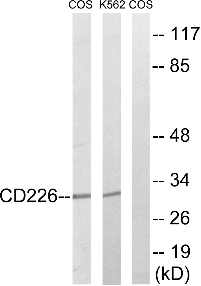 DNAM-1 / CD226 Antibody - Western blot analysis of lysates from COS7 and K562 cells, treated with PMA 125ng/ml 30' , using CD226/DNAM-1 Antibody. The lane on the right is blocked with the synthesized peptide.