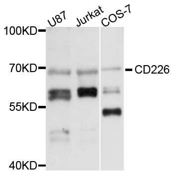 DNAM-1 / CD226 Antibody - Western blot analysis of extracts of various cell lines.