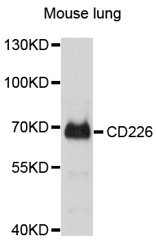 DNAM-1 / CD226 Antibody - Western blot analysis of extracts of mouse lung, using CD226 antibody at 1:1000 dilution. The secondary antibody used was an HRP Goat Anti-Rabbit IgG (H+L) at 1:10000 dilution. Lysates were loaded 25ug per lane and 3% nonfat dry milk in TBST was used for blocking. An ECL Kit was used for detection and the exposure time was 30s.