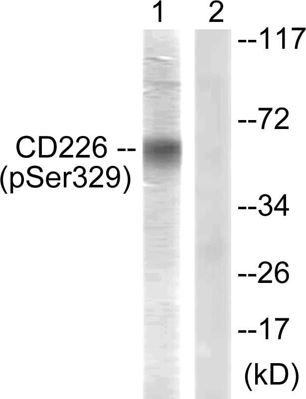 DNAM-1 / CD226 Antibody - Western blot analysis of lysates from COS7 cells, using CD226/DNAM-1 (Phospho-Ser329) Antibody. The lane on the right is blocked with the phospho peptide.