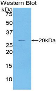 DNASE1 / DNase I Antibody - Western blot of recombinant DNASE1 / DNase I.  This image was taken for the unconjugated form of this product. Other forms have not been tested.