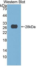 DNASE1 / DNase I Antibody - Western Blot; Sample: Recombinant protein.