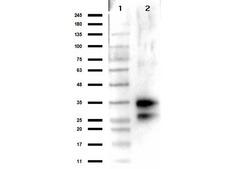 DNASE1 / DNase I Antibody - Western Blot results of rabbit Anti-Deoxyribonuclease 1 Antibody. Lane 1: Opal Prestained Molecular Weight Ladder Lane 2: Deoxyribonuclease 1. Load: 50ng. Primary Antibody: Rabbit Anti-Deoxyribonuclease 1 at 1µg/mL overnight at 4°C. Secondary Antibody: Goat anti-Rabbit HRP at 1:70,000 for 30min at RT. Blocking: BlockOut for 30 min at RT.