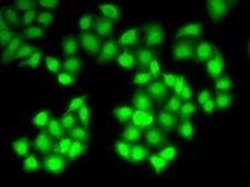 DNASE1 / DNase I Antibody - Immunofluorescence analysis of HeLa cell using DNASE1 antibody.