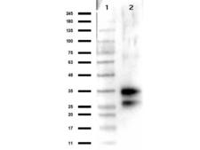 DNASE1 / DNase I Antibody - Western Blot results of Rabbit Anti-Deoxyribonuclease 1 Antibody. Lane 1: Opal Prestained Molecular Weight Ladder  Lane 2: Deoxyribonuclease 1. Load: 50ng. Primary Antibody: Rabbit Anti-Deoxyribonuclease 1 at 1µg/mL overnight at 4°C. Secondary Antibody: Goat anti-Rabbit HRP at 1:70,000 for 30min at RT.BlockOut for 30 min at RT.
